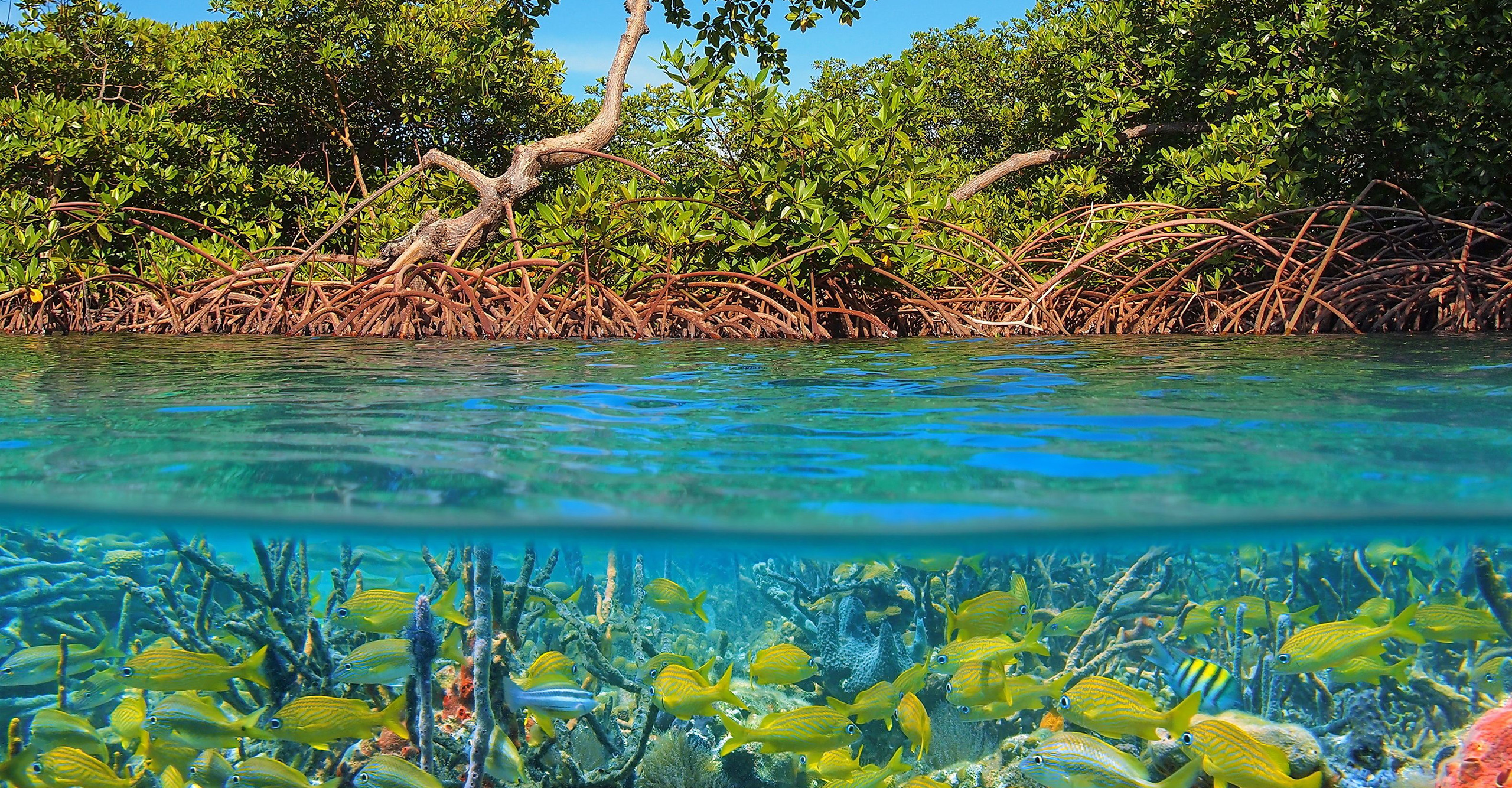 Developing and restoring mangrove habitats using dredged sediments