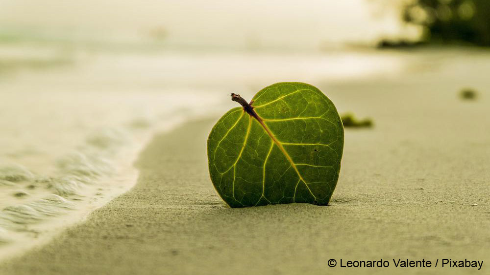 Mangrove and seagrass restoration in Indonesia