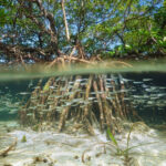 Mangrove roots, a harbour for biodiversity of all kinds. Photo by Damsea, Shutterstock