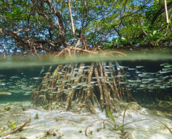 Mangrove roots, a harbour for biodiversity of all kinds. Photo by Damsea, Shutterstock