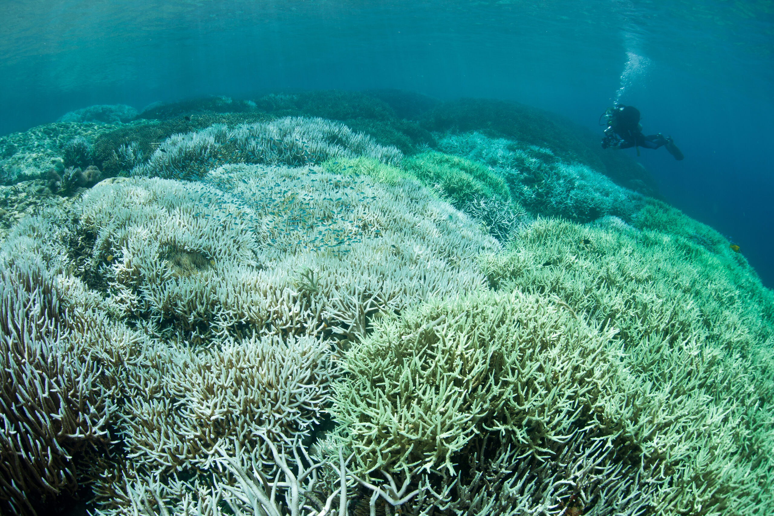 Abrolhos National Marine Park and Cassurubá Reserve: Sustainable ...