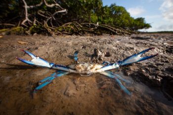 Amazing biodiversity above, inside, and below mangrove forests