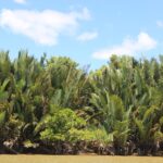 Greater Rajang Delta 1 - Image: Peter Stephen, Ecosecurities