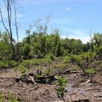 Greater Rajang Delta 2 - Image: Peter Stephen, Ecosecurities