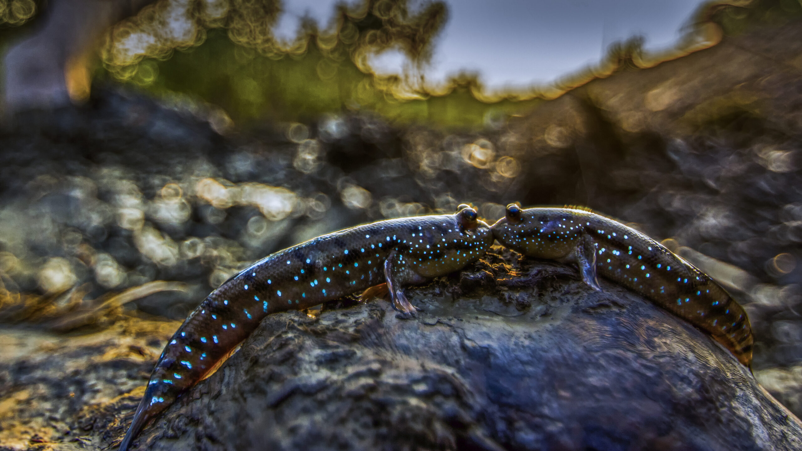 Mudskipper courtship among mangrove roots. Photo by Santanu Majumdar, Ocean Image Bank