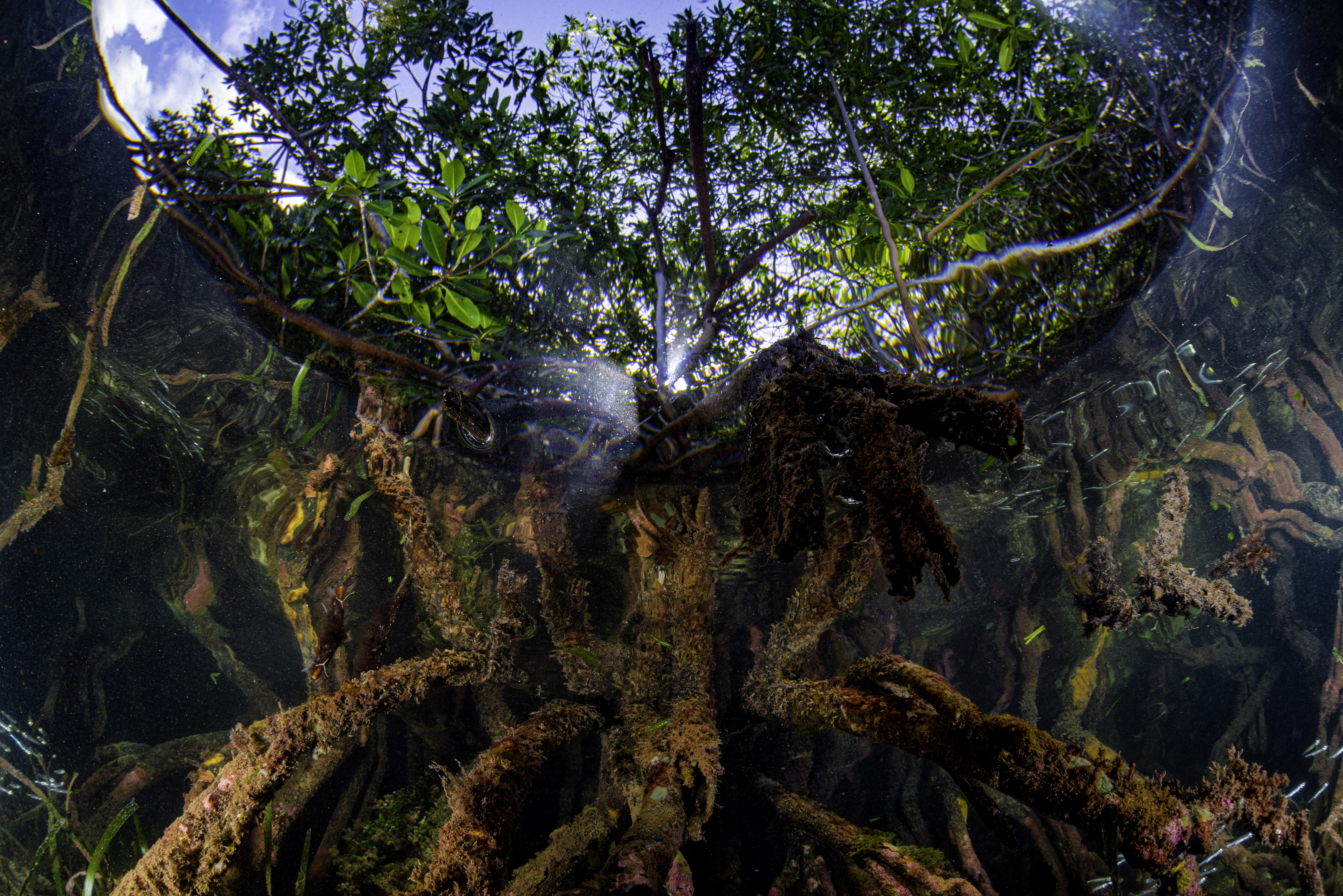 8 times the carbon storage capacity of terrrestrial trees - The haven of mangrove roots from below - Photo by Lorenzo Mittiga, Ocean Image Bank