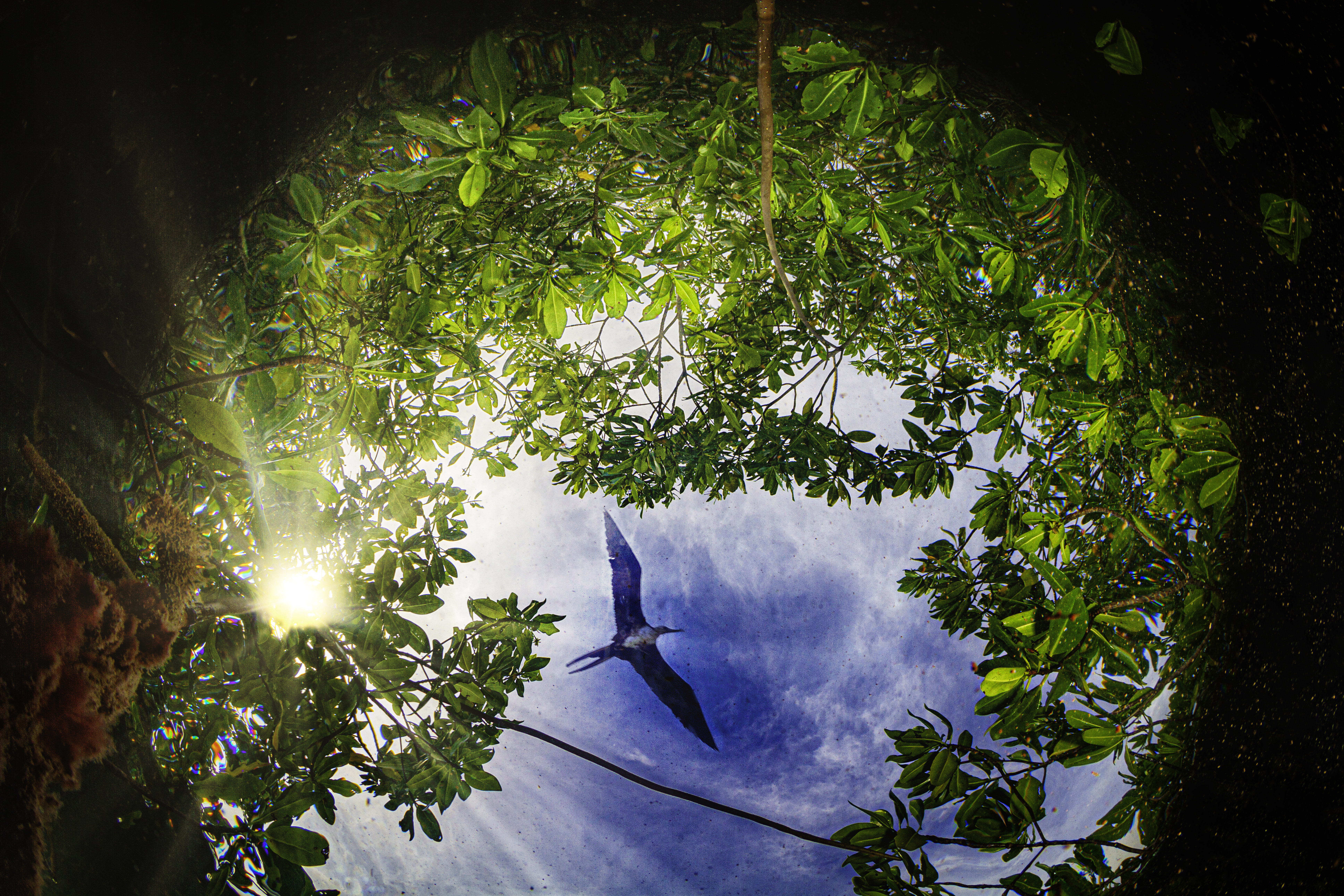 Fish eye view from underwater to mangrove tree canopy and Frigate bird in flight. Photo by Lorenzo Mittiga, Ocean Image Bank